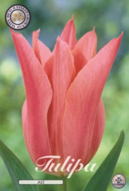 Tulipa Jazz