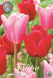 Tulipa Garden Feeling Love