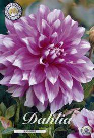 Dahlia Decoratief Jean Marie