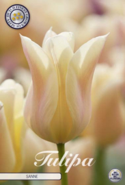 Tulipa Lilyflowering Sanne