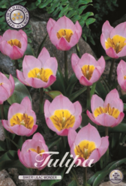 Tulipa Bakari Lilac Wonder
