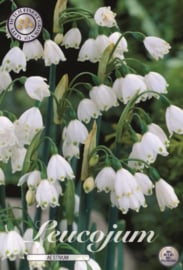 Leucojum Marzenbecher