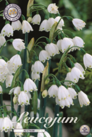 Leucojum