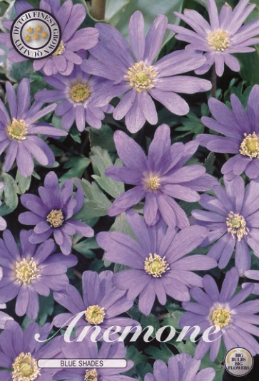 Anemonen Blanda Blue Shades