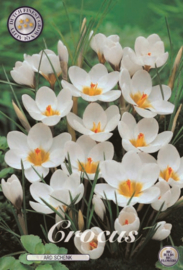 Crocus Chrysanthus Ard Schenk