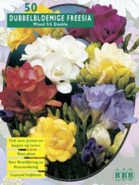 Freesia Dubbelbloemig, Mix