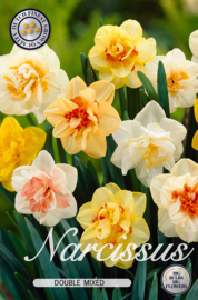 Narcis Double Mixed