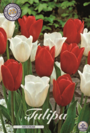 Tulipa Garden Amsterdam