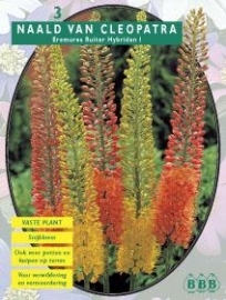 Eremurus Ruiter Hybriden mix