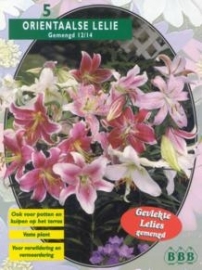 Lilium Oriental Mix