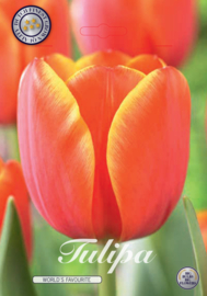 Tulipa Darwin World's  Favorite