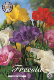 Freesia Double Mixed