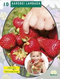 Erdbeeren Lambada