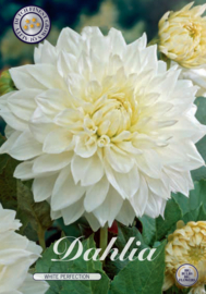 Dahlia Decorative White Perfection