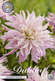 Dahlia Cactus Labyrinth Twotone