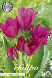 Tulipa Multiflora Night Club