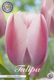 Tulipa Darwin Apricot Delight