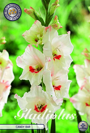 Gladiolus Bambino Candy Bar