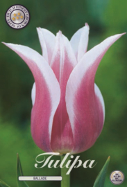 Tulipa Lilyflowering Ballade