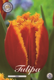 Tulipa Fringed Fabio