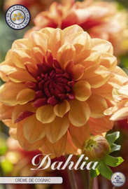 Dahlia Decoratief Creme de Cognac