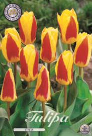 Tulipa Stresa Kaufmannia