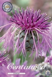 Centaurea Scabiosa