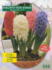 Hyacinth Prep mix fur drinnen