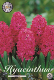 Hyacinth Jan Bos