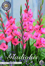 Gladiolus Whitney