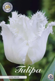 Tulipa Fringed Honeymoon