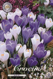 Crocus Vernus Blue Ice