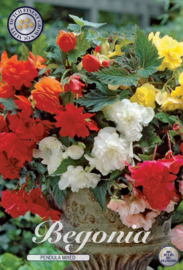 Begonia Pendula Mixed