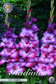 Gladiolus Ted's Trumpet