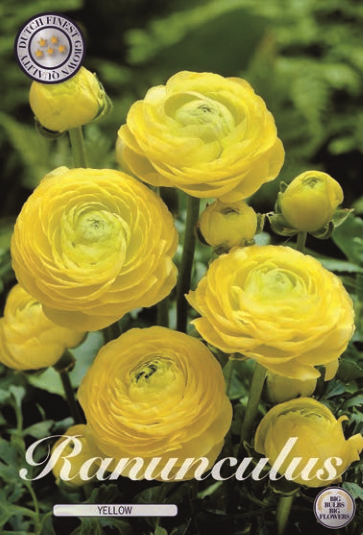 Ranunculus Asiaticus Yellow