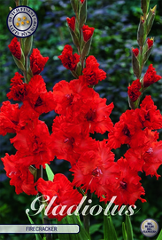 Gladiolus Firecracker
