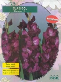 Gladiolus Plumtart