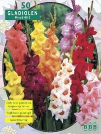 Gladiolus Mixed