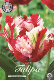 Tulipa Estelle Rijnveld