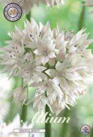 Allium Gracefull Beauty