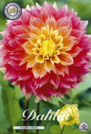 Dahlia Fubiki Kogane