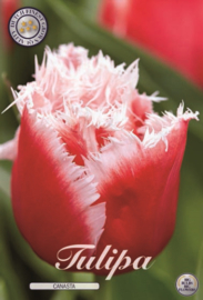 Tulipa Fringed Canasta