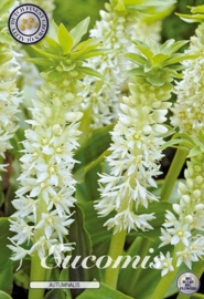 Eucomis Autumnalis