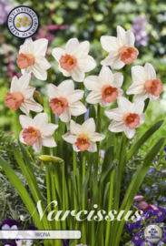 Narcis Cyclamineus Iwona