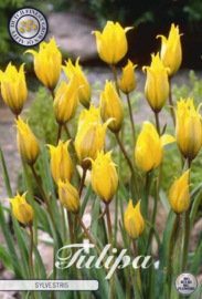 Tulipa Specie Sylvestris