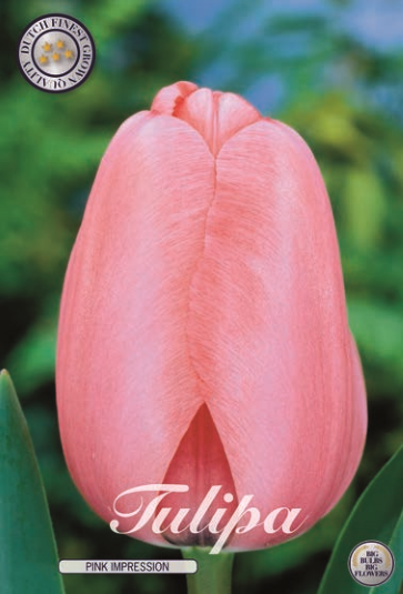 Tulipa Darwin Pink Impression