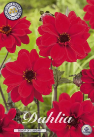Dahlia Border Bischop of Landaff