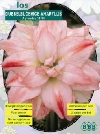 Amaryllis Aphrodite, dubbelbloemig