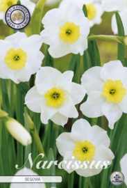 Narcis Small Cupped Segovia