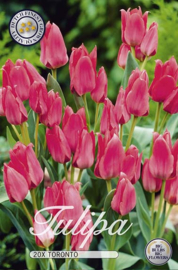 Tulipa Toronto Greigii